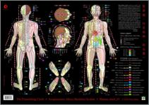 Flourishing Circle Shiatsu chart