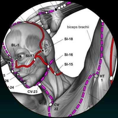 Oceans xtra_Heart and Small Intestine